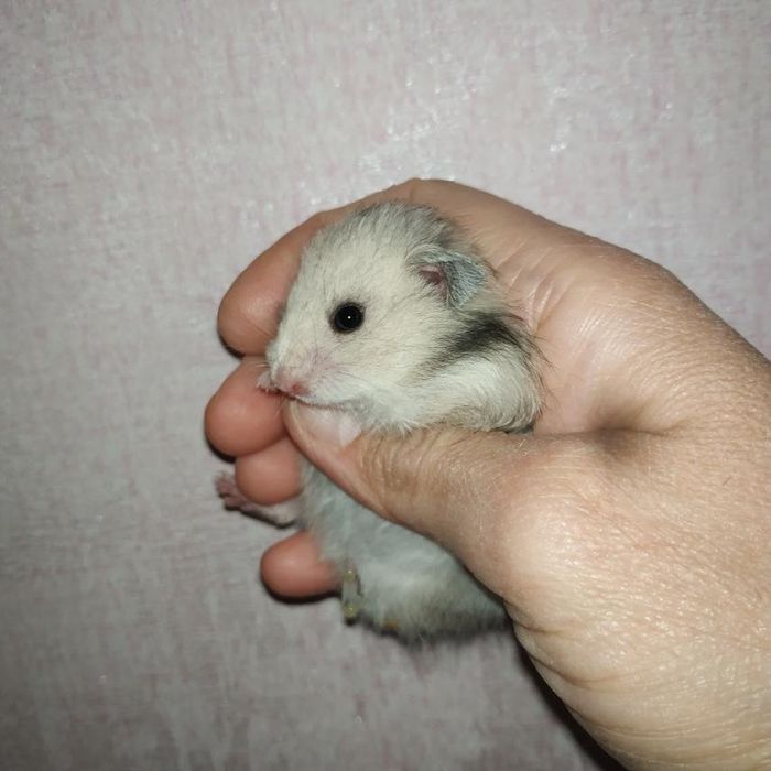 хомяки рыжие белые серые королевский крупный добрый хомяк в Харькове