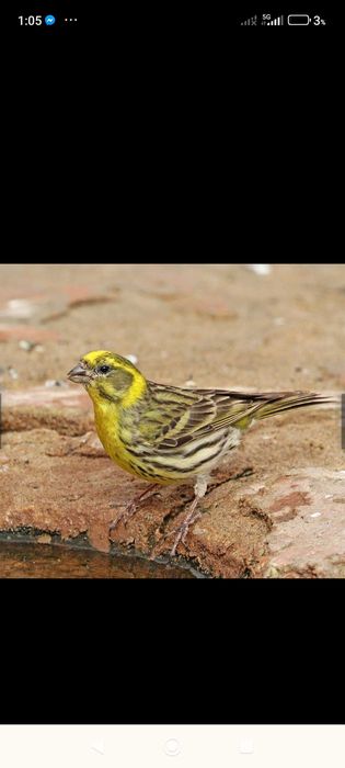 Pássaros de fauna europeia criados em ambientes naturais