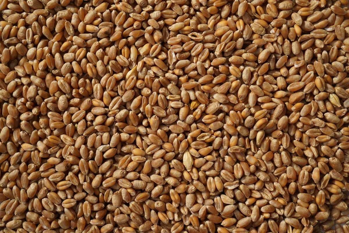 Продам зерно кукурудзи та  пшениці