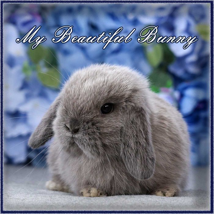 Młody Piękny Króliczek 100% mini Lop - Lilac