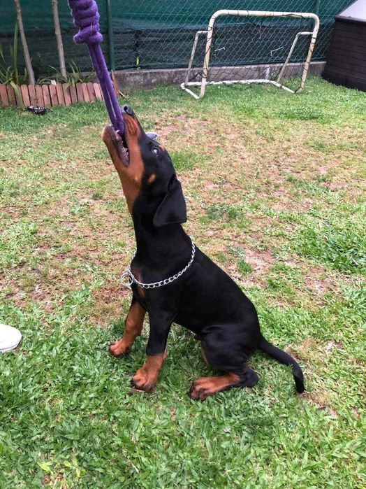 Cachorro Doberman excelente exemplar e caracter