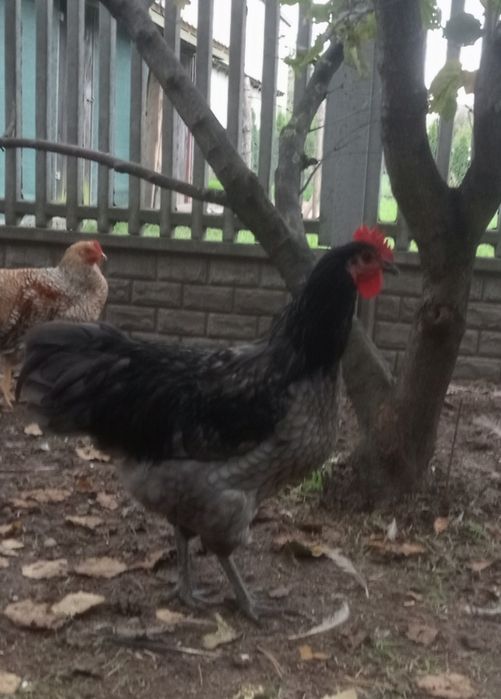 Australorp kogut sprzedam