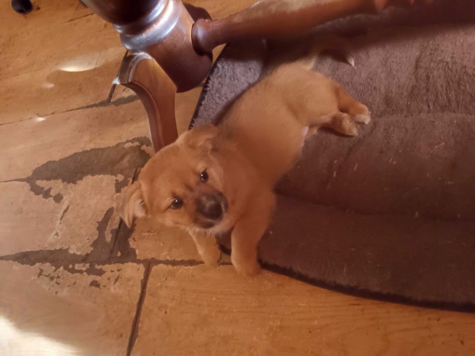 Oddam za darmo szczenięta