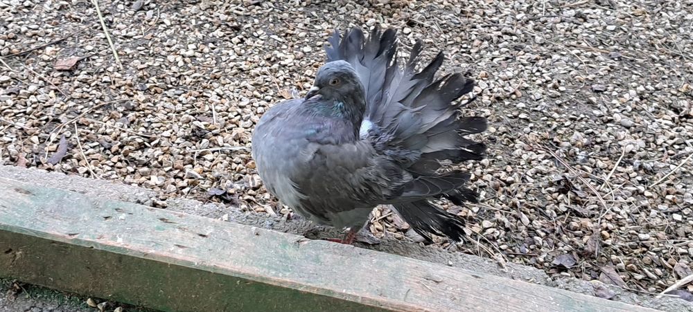 Gołębie różne rasy