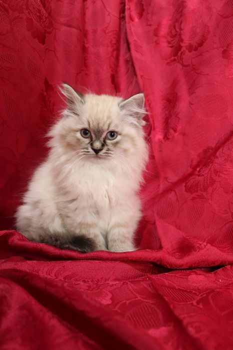 Кошенята невської маскарадної