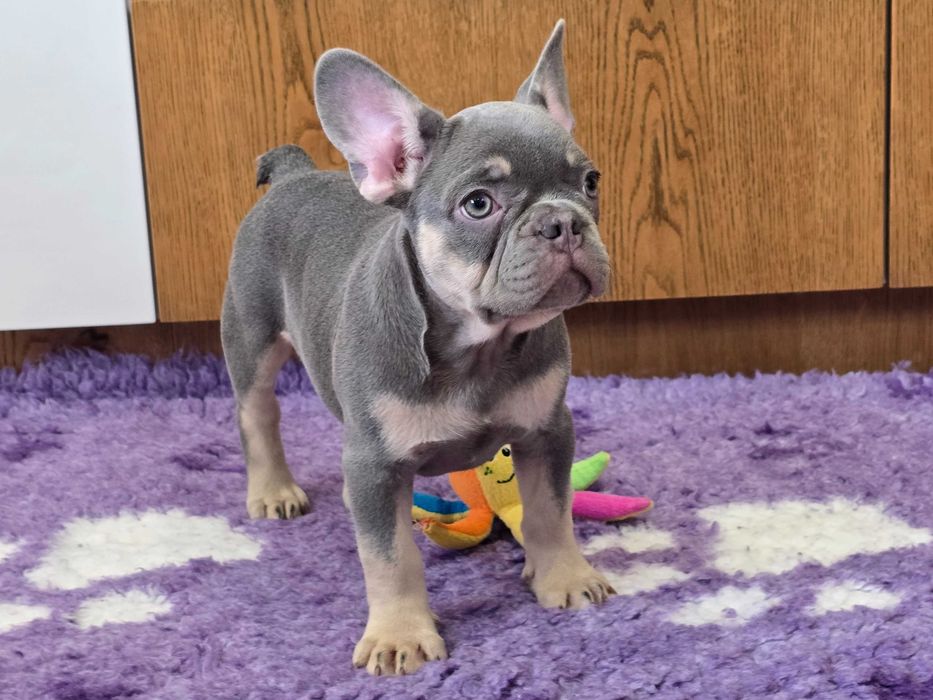 Buldog Francuski śliczny piesek Blue Tan