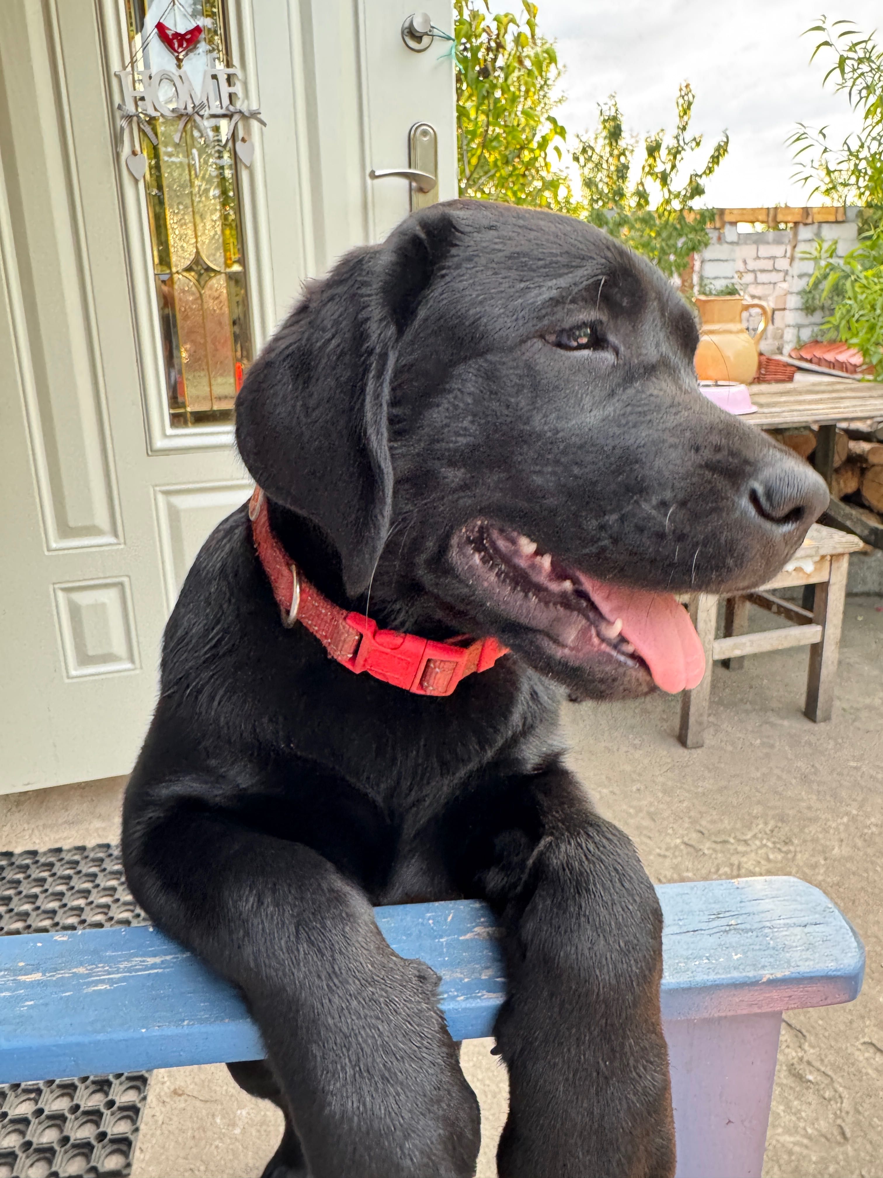 ZKwP (FCI) Labrador retriever- czarna suczka rodowodowa po championach