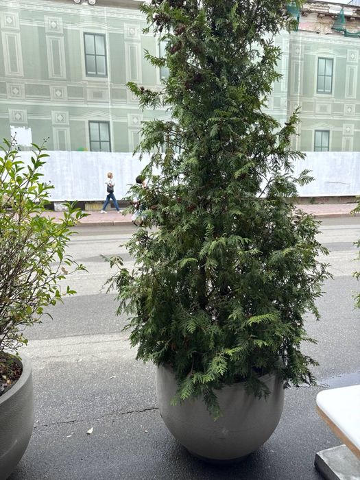 Вазон бетонний з рослинам