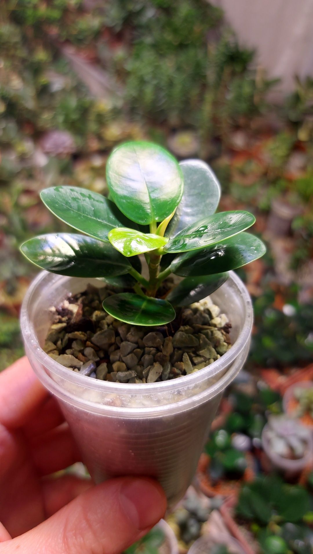 Ficus Panda Фикус Панда (Dollar ficus)