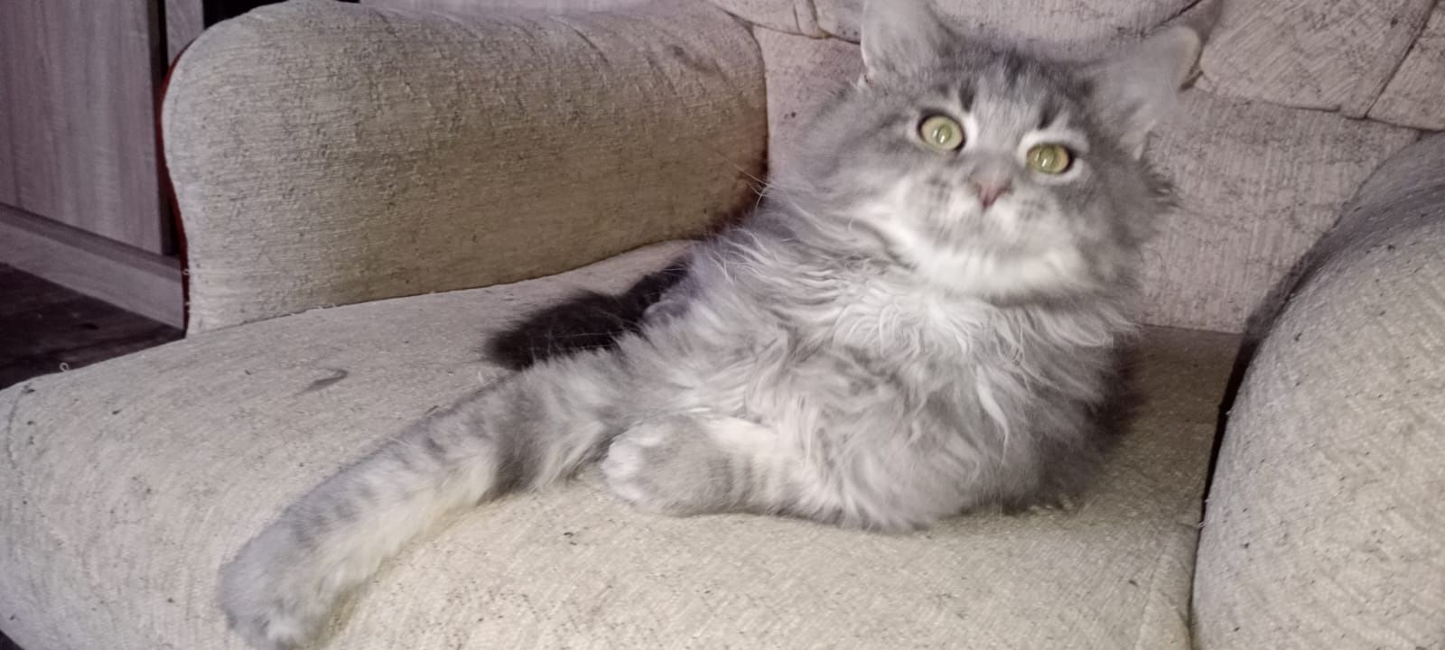 Ostatnia kotka niebieska Maine coon