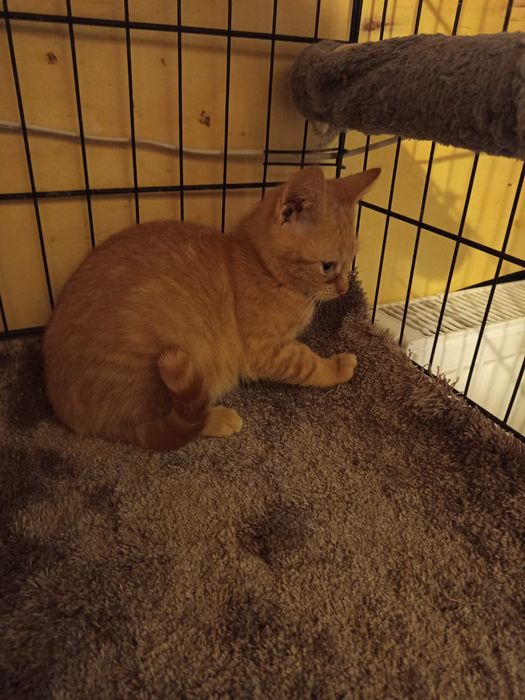 Mały rudzielec szuka domu niewychodzącego