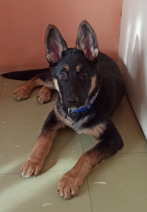 Owczarek niemiecki do adopcji