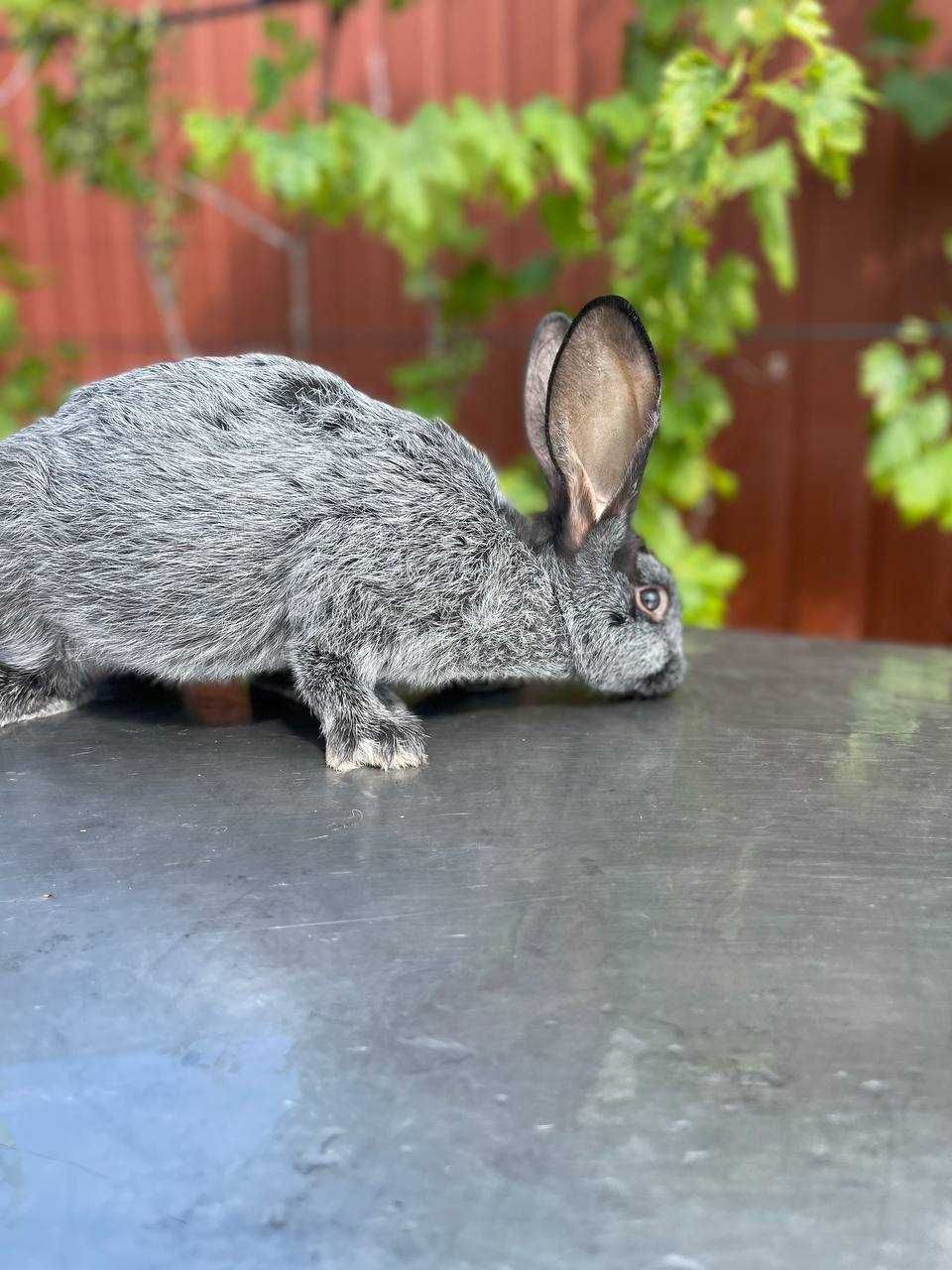 Продам кролика Полтавське срібло. Вага кроля від 2 кг