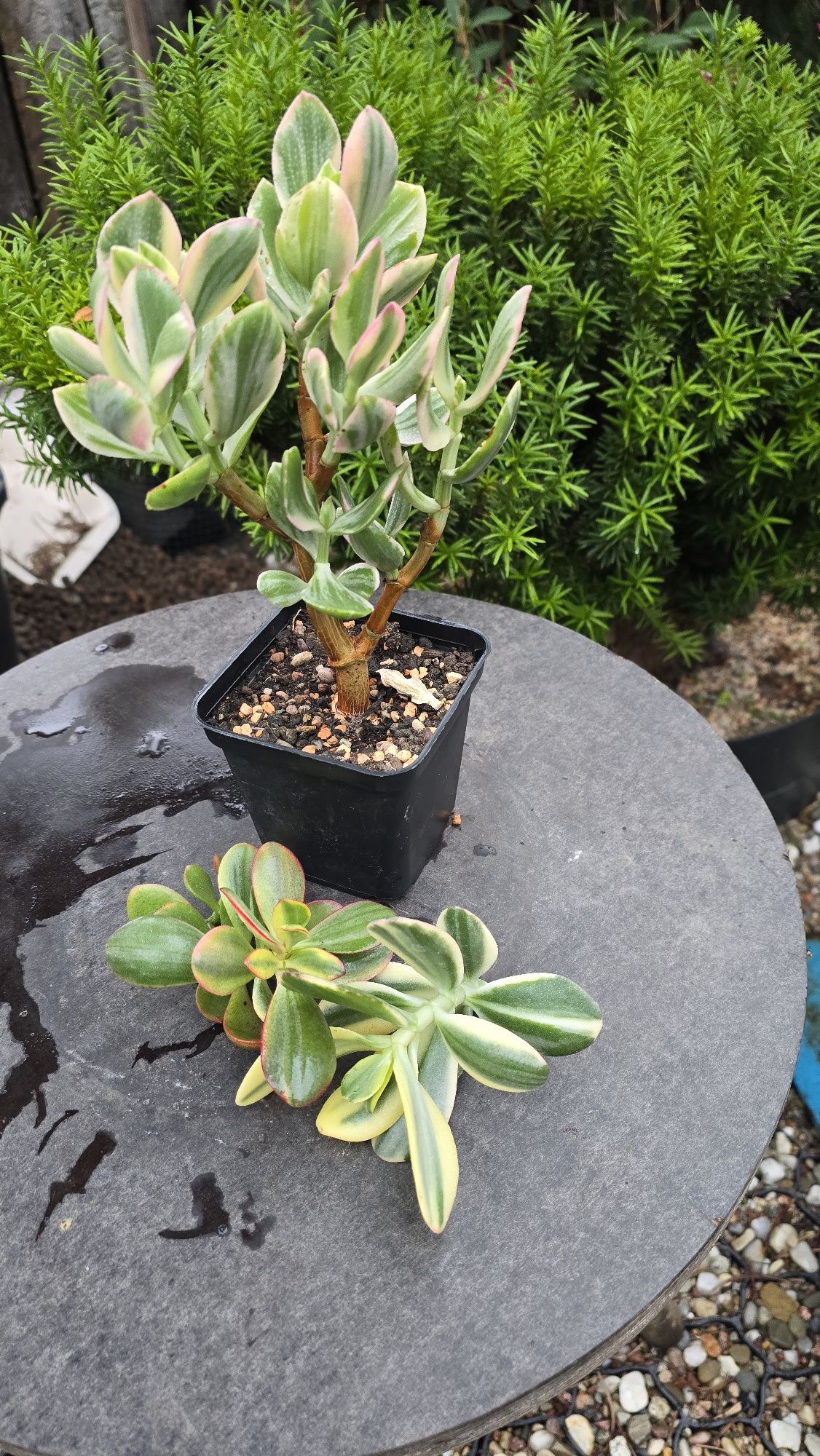 Grubosz Crassula zestaw