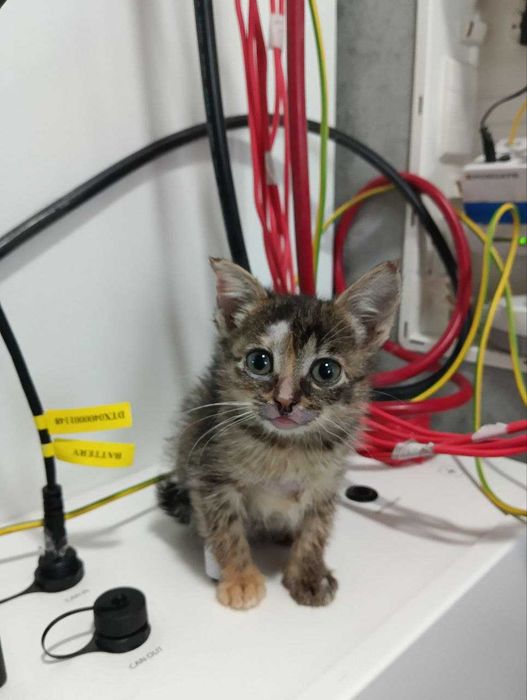 Бідна Селена, кошенятко 2,5 місяці