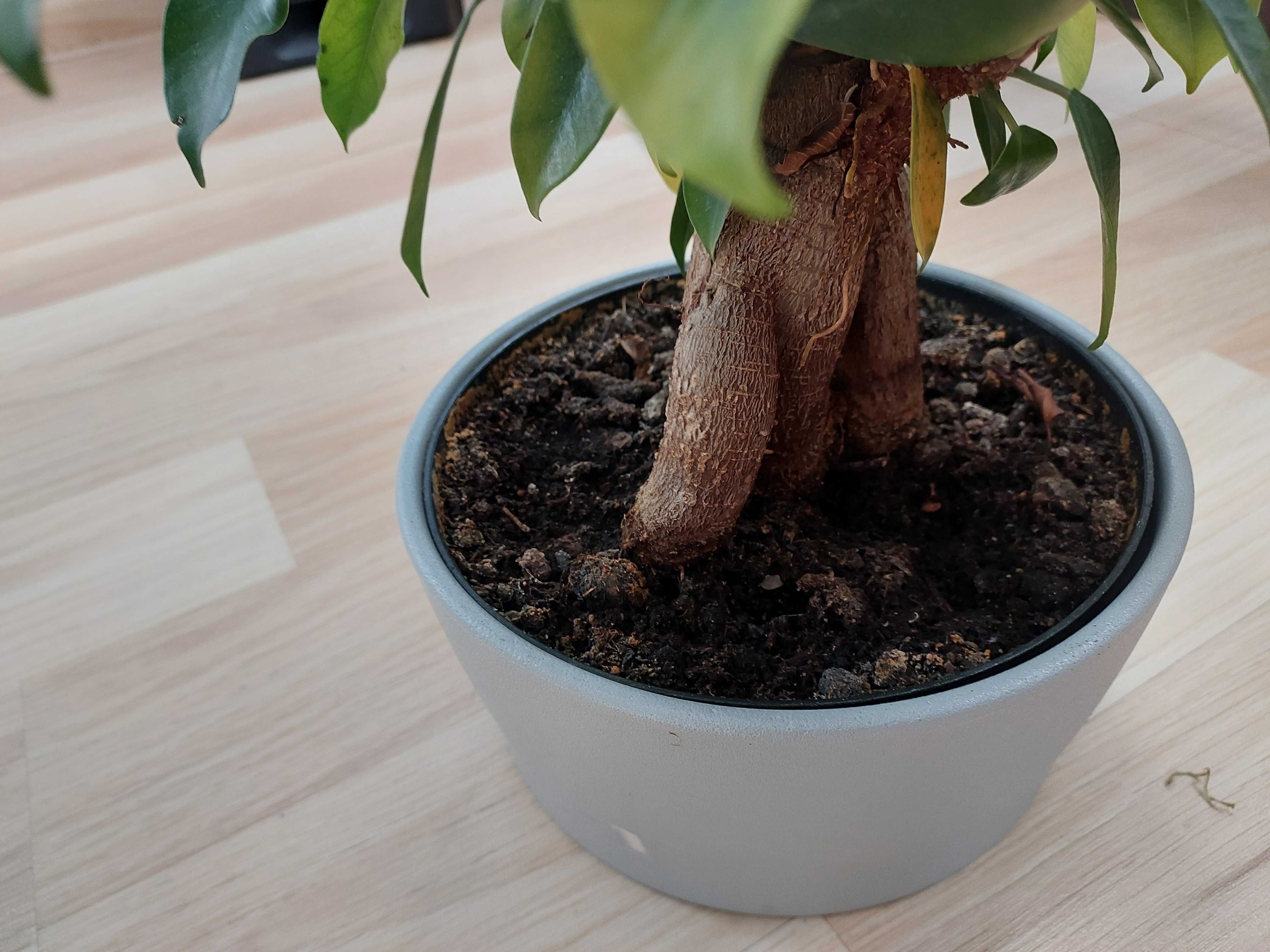 Bonsai fikus Tępy Ficus microcarpa figowiec retusa
