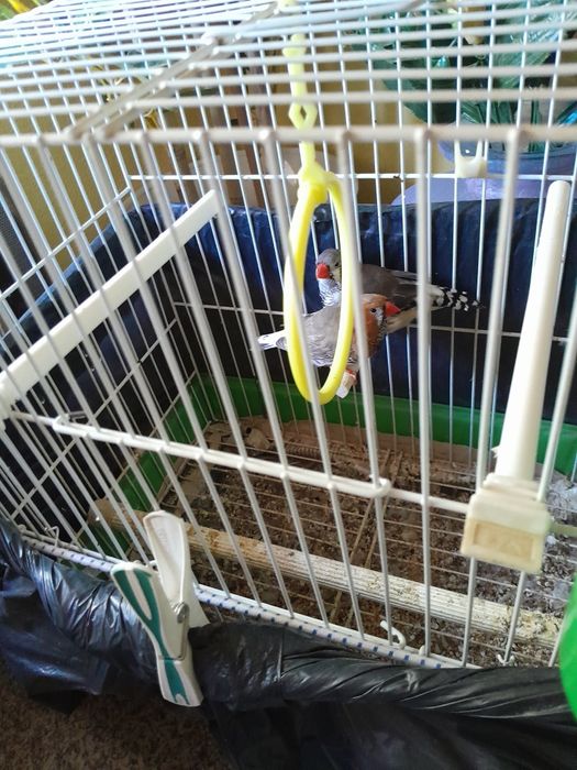 Mandarins Machos e Gaiola.