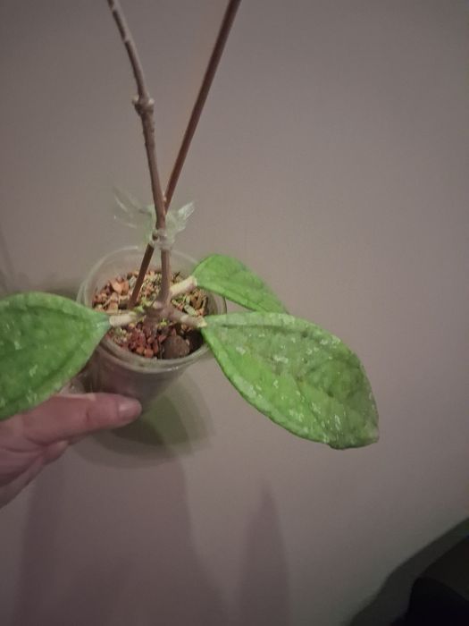 Hoja hoya sp. Germany