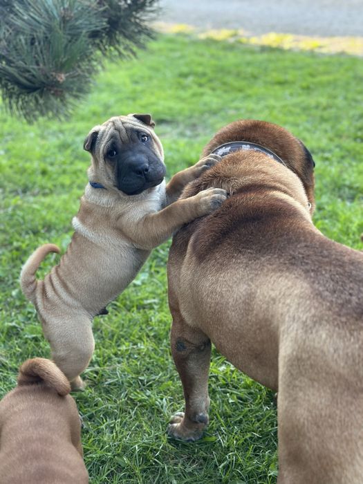 Shar Pei ZkwP/FCI
