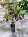 Planta suculenta