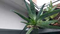 Aloes duży +3szt małe