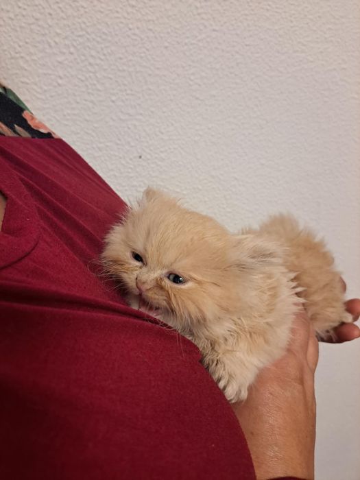 Gatinho persa lindo amarlinho