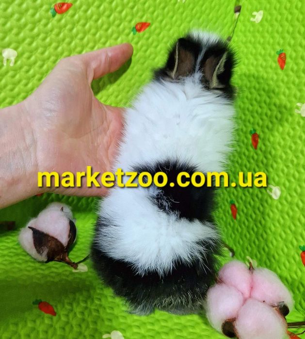 Миниатюрный львиноголовый малышь