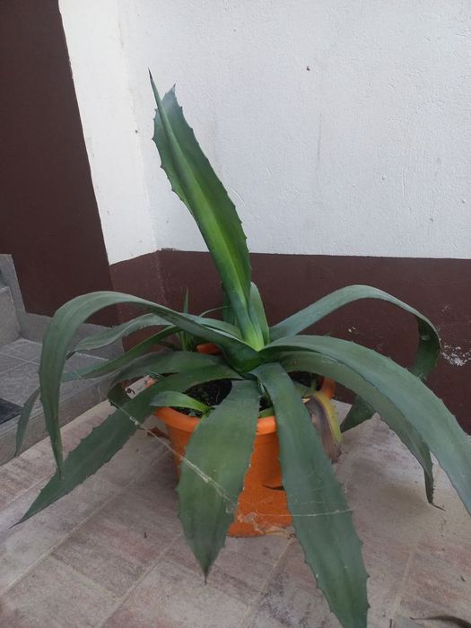 Roślina ogrodowa agawa