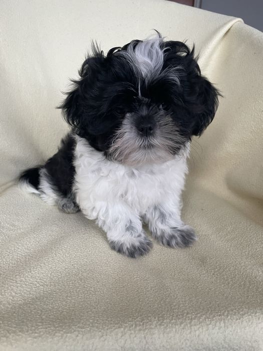 Chłopczyk shih tzu