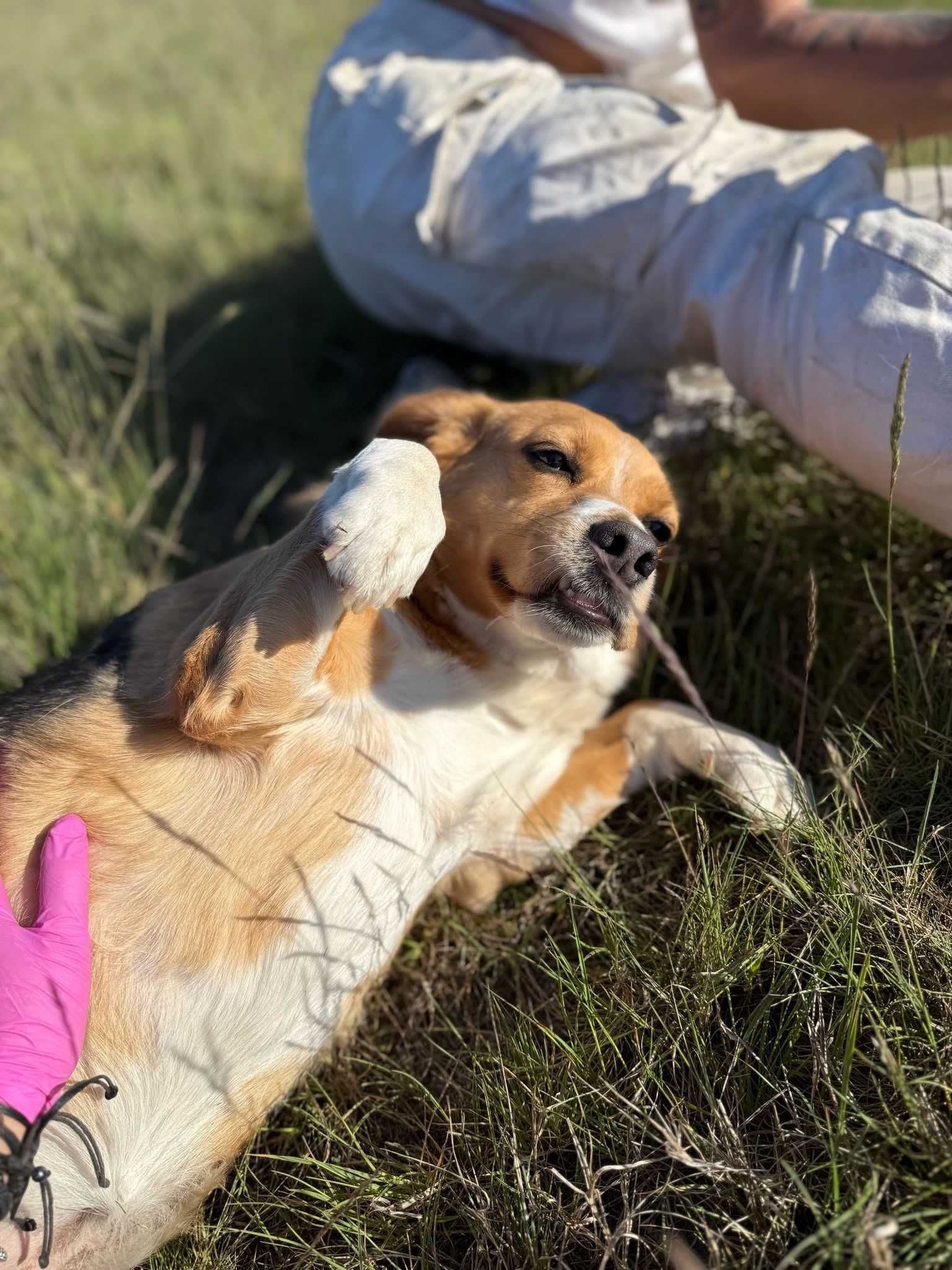 Lady - sunia w typie Beagle czeka na dom