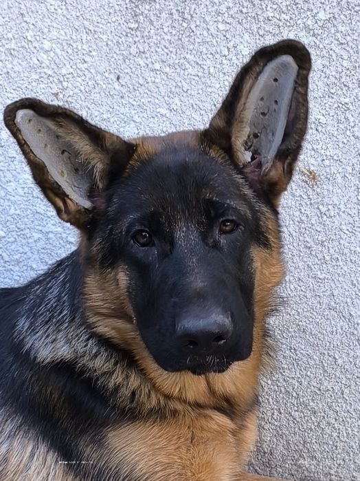 Підрощена дівчинка 6 місяців