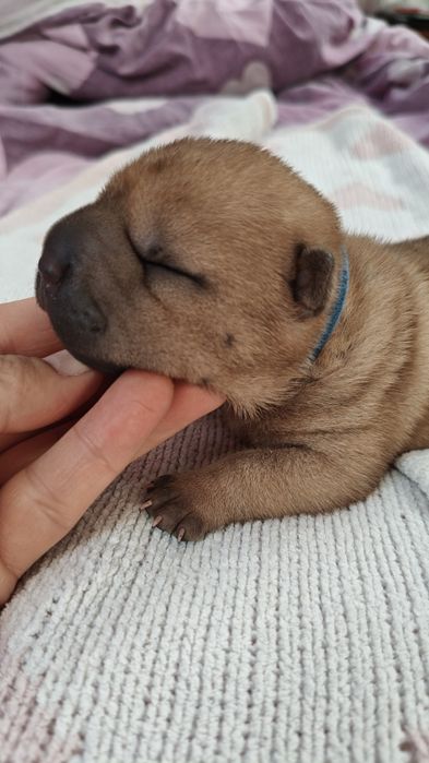 Szczeniak shar pei