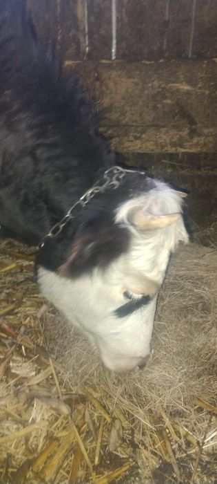 Продам теличку чоронорябу