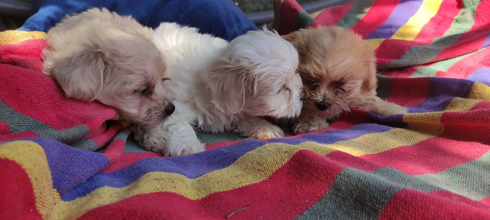 Maltipoo chłopiec Warszawa pudel maltańczyk