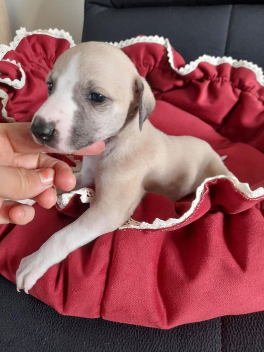 Chart Angielski Whippet śliczna suczka  płowo-biała