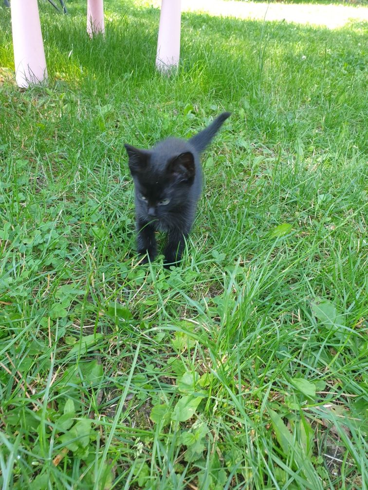 Kotki do adopcji