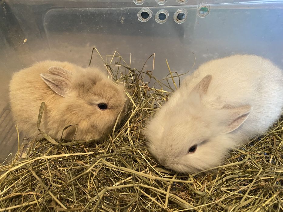 Декоративные львиноголовые кролики