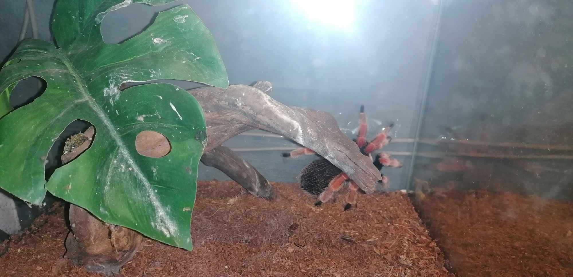 terrarium 30x30x30 z zawartością