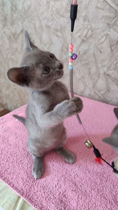 Котики,Бурма голубая, мальчики