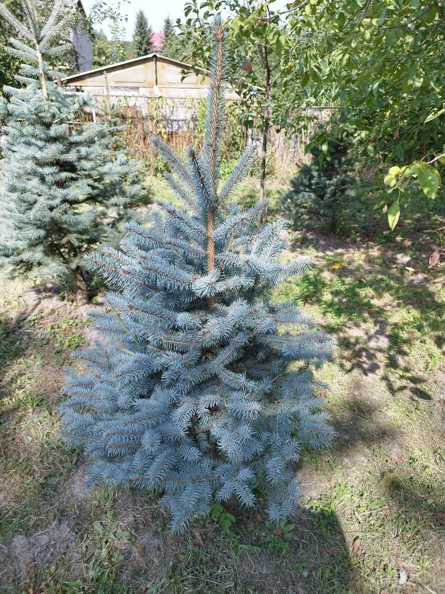 Świerk srebrny, choinka