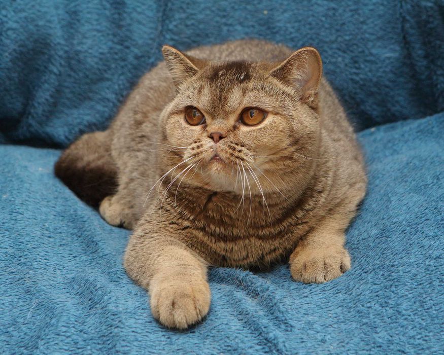 Брутальний, кремезний британець для поціновувачів породи