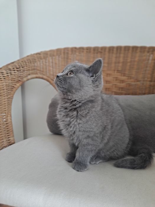 Kot brytyjski krótkowłosy niebieski Kocurek