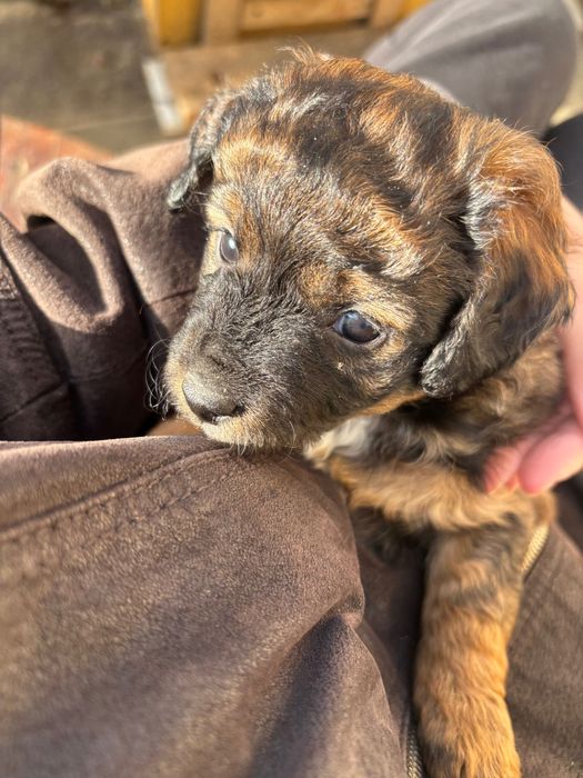 Szczeniaki do oddania za darmo