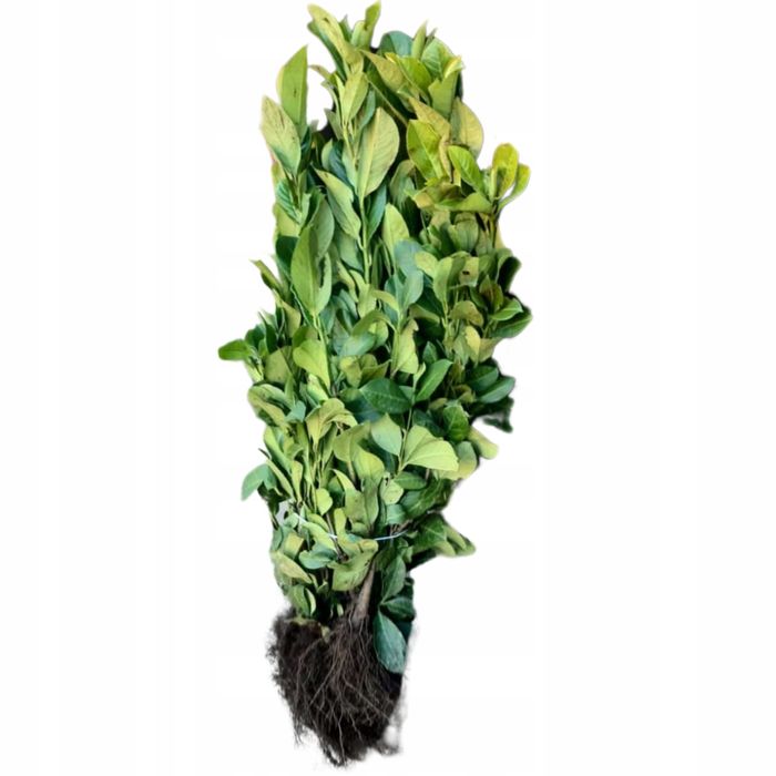 Laurowiśnia novita , caucasica , rotundifolia 40-120cm