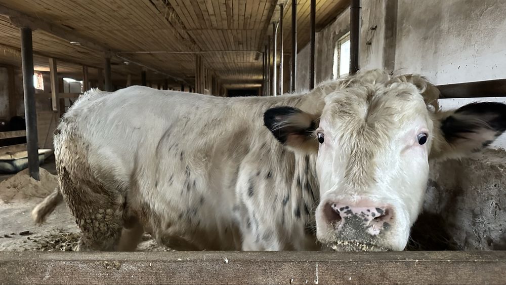 Бик, бык, бичок, бельгієць