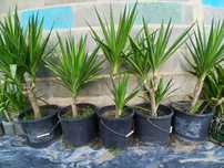 Palmeiras, Plantas decorativas Yuccas