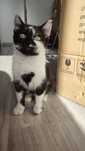 Kotek do adopcji
