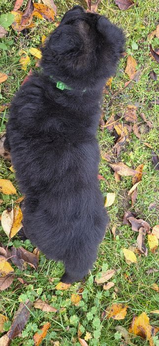 Owczarek Niemiecki Długowłosy- zapraszamy do rezerwacji maluchów!