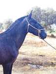 Poldra massa lusitana