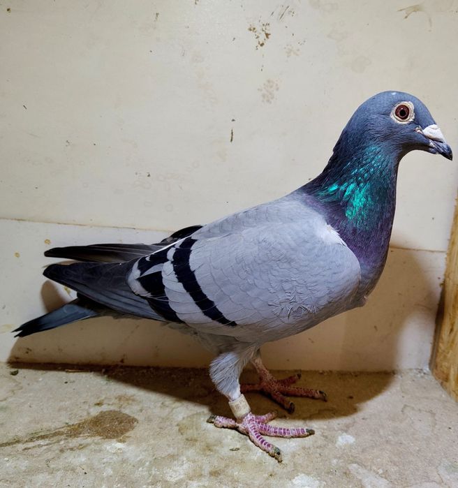 Gołąb pocztowy org. Tomasz Rumiñski